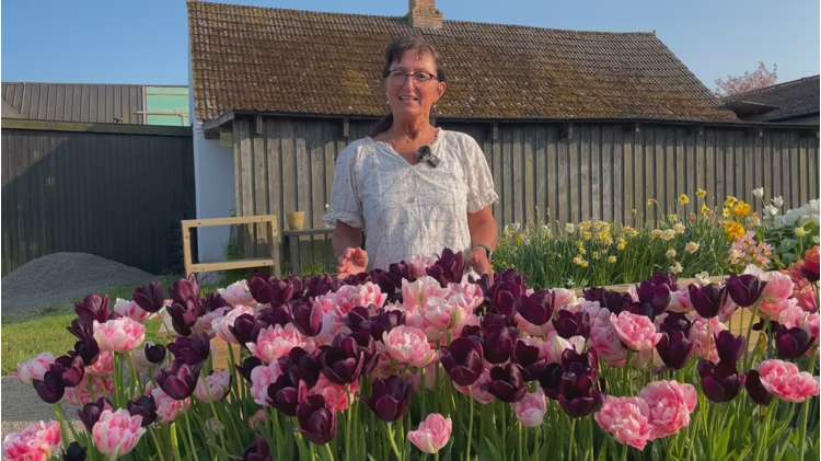 'Isabella' tulpanblandning